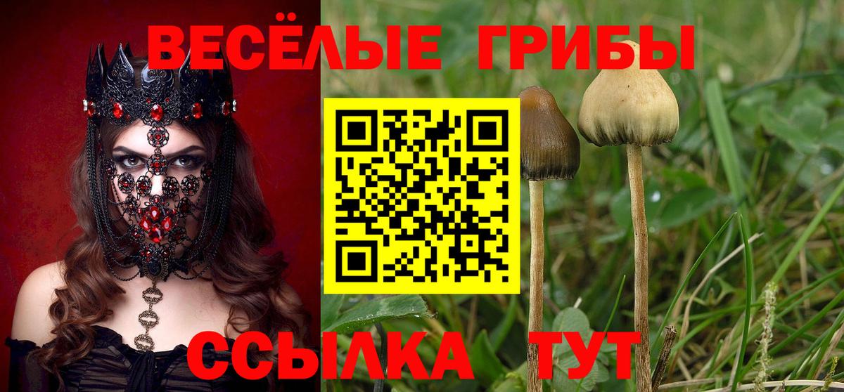 Нерюнгри  Псилоцибиновые грибы Cubensis  Вход с VPN 